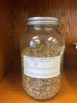 Wild Lettuce